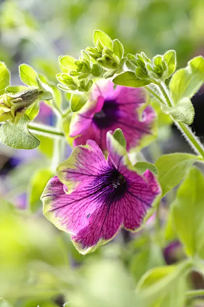 484223 - Petunia (Petunia Pretty Much Picasso)