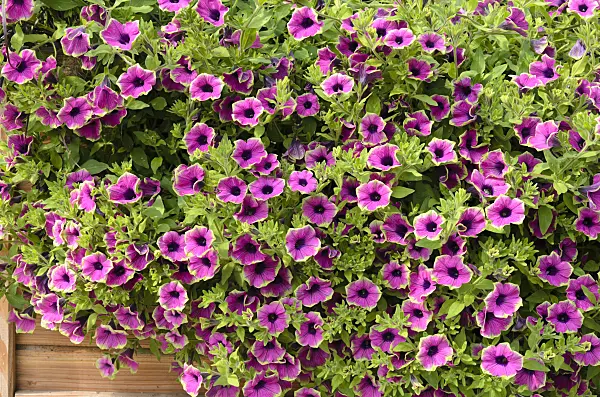 523214 - Petunia (Petunia Pretty Much Picasso)