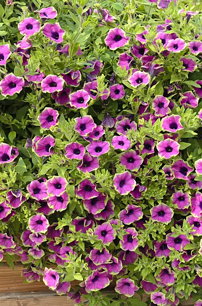 523215 - Petunia (Petunia Pretty Much Picasso)