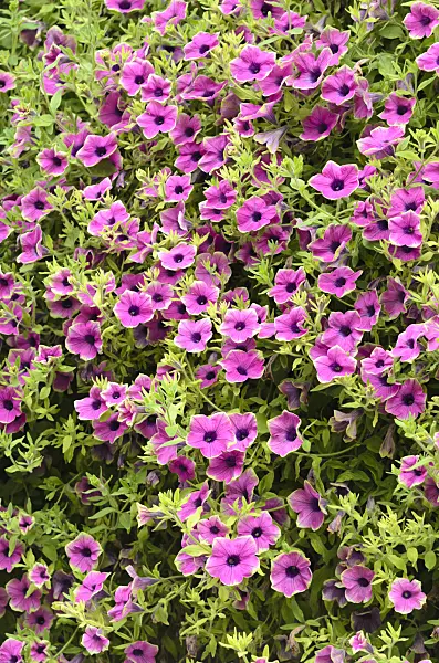 536054 - Petunia (Petunia Pretty Much Picasso)