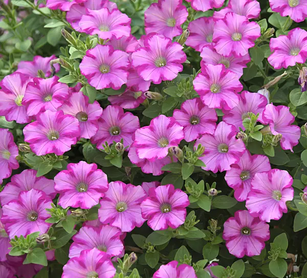 517092 - Petunia (Petunia Raspberry Blast)