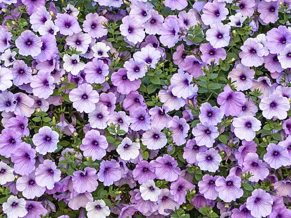 439366 - Petunia (Petunia Surfinia Blue Vein)