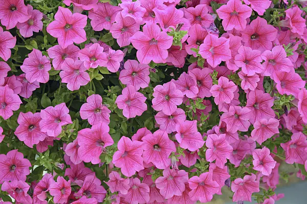 517098 - Petunia (Petunia Surfinia Hot Pink)