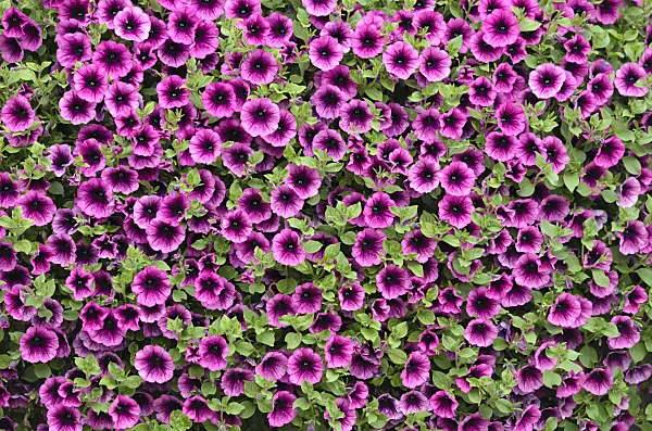 536052 - Petunia (Petunia Surfinia Merlot)