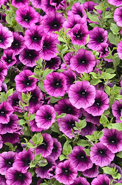 536053 - Petunia (Petunia Surfinia Merlot)
