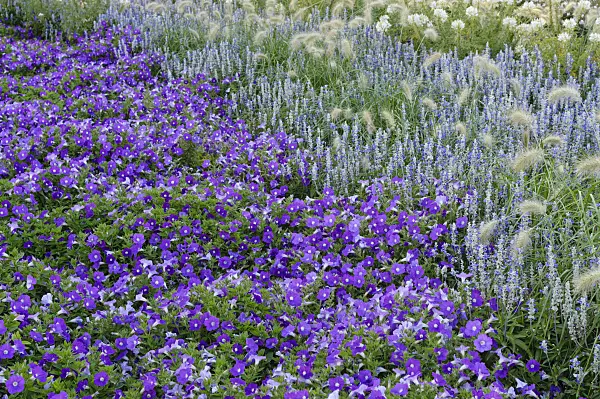 476245 - Petunia (Petunia Surfinia Patio Lavender), mealy sage (Salvia farinacea) and feathertop grass (Pennisetum villosum)