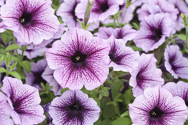485037 - Petunia (Petunia Surfinia Purple Vein)