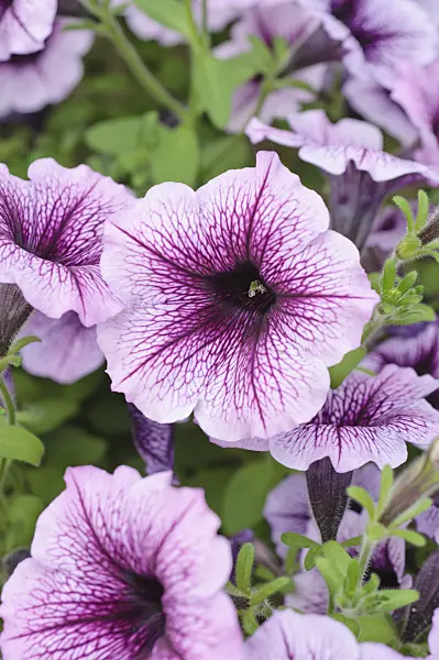 485038 - Petunia (Petunia Surfinia Purple Vein)