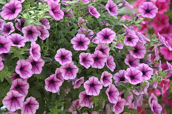 517099 - Petunia (Petunia Surfinia Purple Vein)