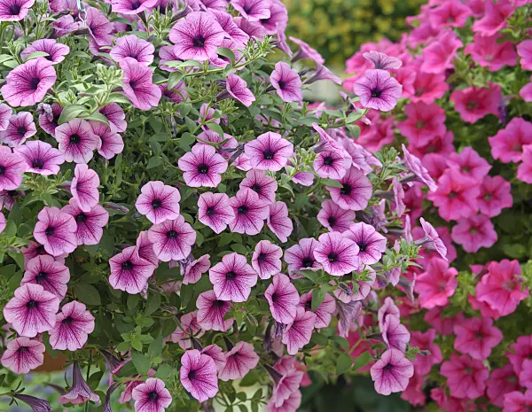 517100 - Petunia (Petunia Surfinia Purple Vein)
