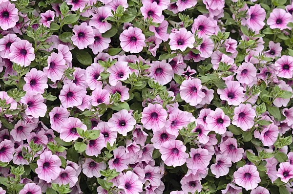 536055 - Petunia (Petunia Surfinia Rose Vein)