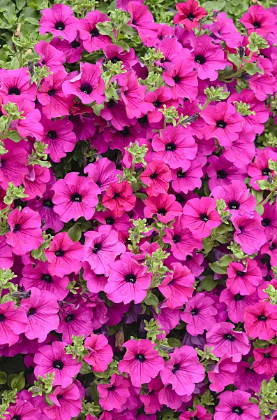 536056 - Petunia (Petunia Surfinia Shihi Purple)