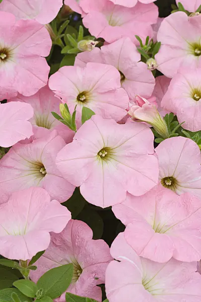 485029 - Petunia (Petunia Surfinia Table Soft Pink)