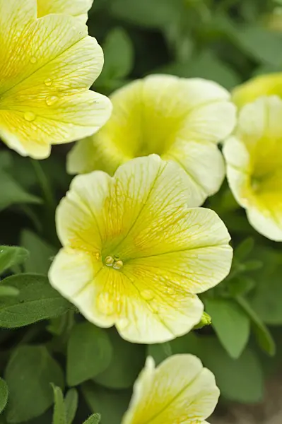 484095 - Petunia (Petunia Surfinia Table Yellow)