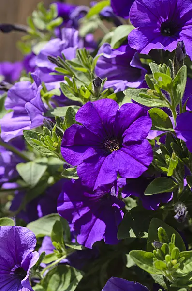 496382 - Petunia (Petunia Surfinia Violet)