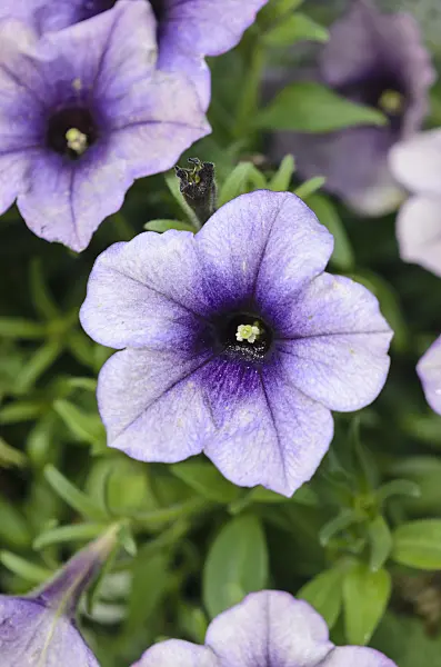 548029 - Petunia (Petunia Surprise Grape)