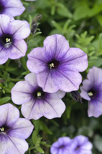 548030 - Petunia (Petunia Surprise Grape)