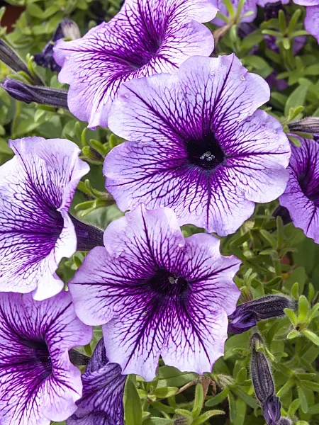 440238 - Petunia (Petunia Violet Dark Eye)