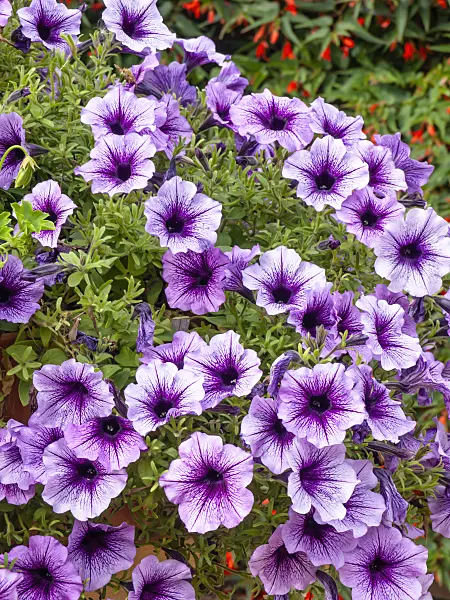 440240 - Petunia (Petunia Violet Dark Eye)