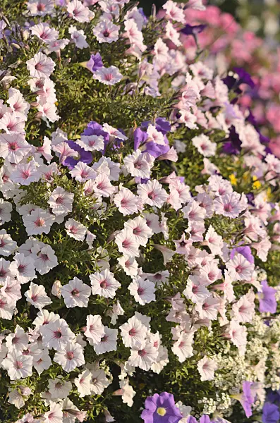 548072 - Petunias (Petunia)