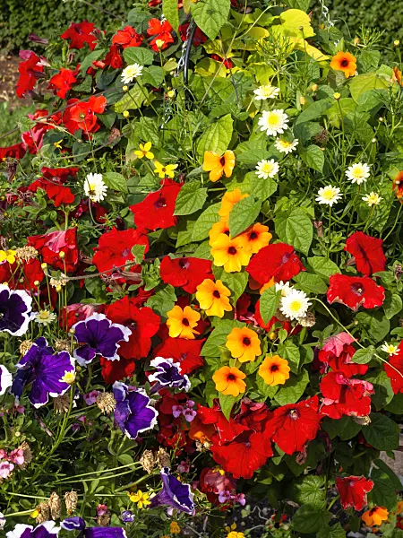 462053 - Petunias (Petunia) and black-eyed Susan (Thunbergia alata)