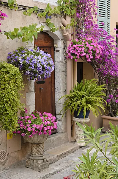 569016 - Petunias (Petunia) and Bougainvillea in front of an old town house, Cannes, France