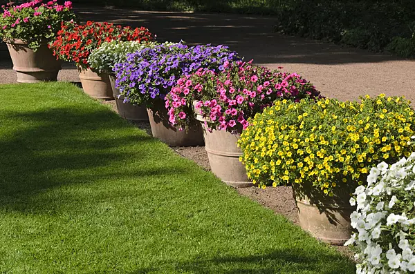 571006 - Petunias (Petunia) and Calibrachoa in flower tubs