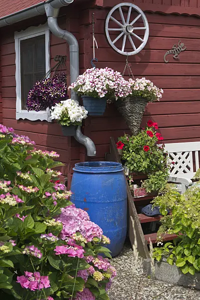 534264 - Petunias (Petunia) and hydrangeas (Hydrangea) at a rain barrel
