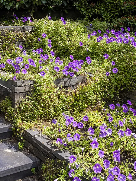 462074 - Petunias (Petunia) and ivy-leaved toadflax (Cymbalaria muralis)