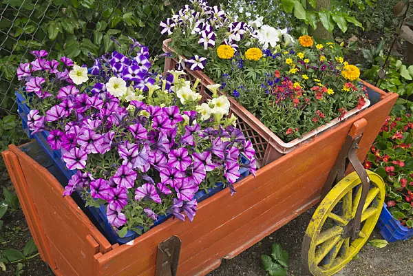 608054 - Petunias (Petunia) and other summer flowers in a handcart