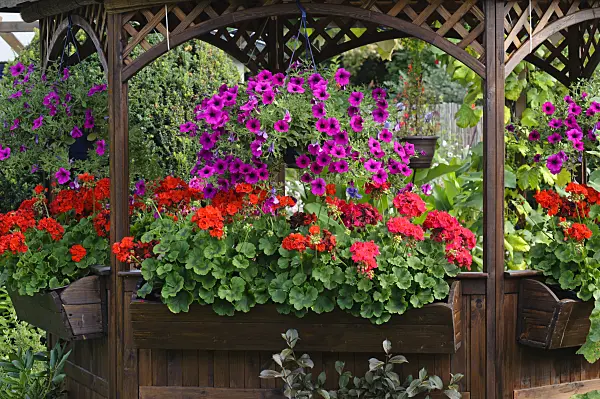 474328 - Petunias (Petunia) and pelargoniums (Pelargonium)