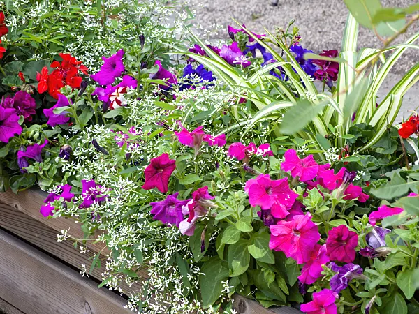 475249 - Petunias (Petunia) and spurge (Euphorbia hypericifolia 'Diamond Frost')