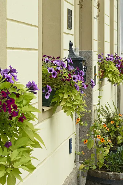559072 - Petunias (Petunia) and sweet potato (Ipomoea batatas)