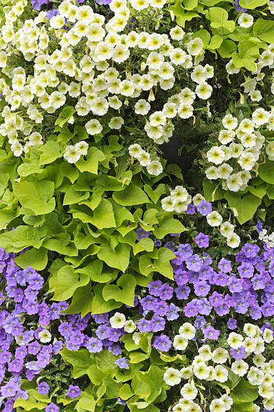 487039 - Petunias (Petunia) and sweet potatoes (Ipomoea batatas)