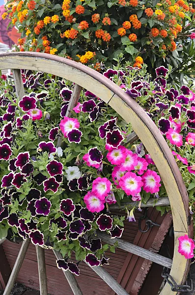 522059 - Petunias (Petunia) and West Indian lantanas (Lantana camara)