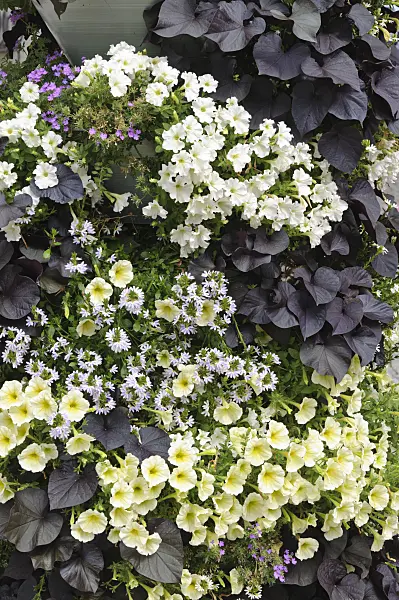 487038 - Petunias (Petunia), fan-flowers (Scaevola) and sweet potatoes (Ipomoea batatas)