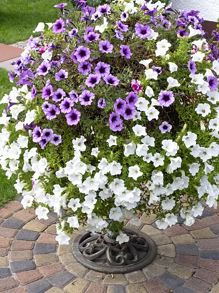 476176 - Petunias (Petunia) in a flower tub