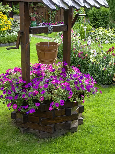 441007 - Petunias (Petunia) in a fountain