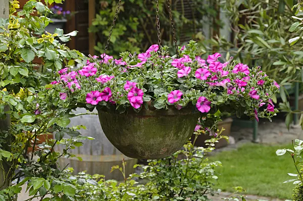 544113 - Petunias (Petunia) in a hanging basket