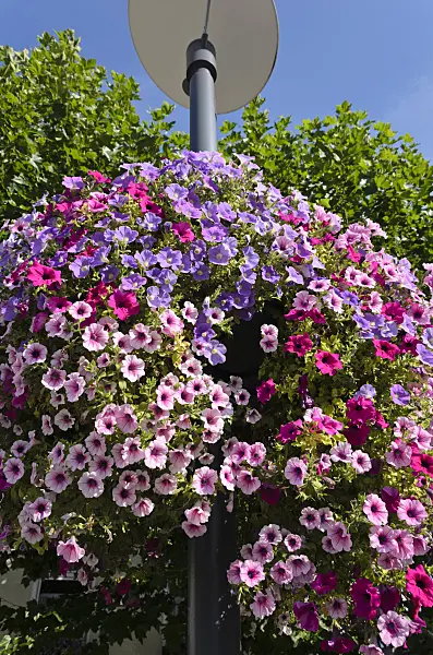 571052 - Petunias (Petunia) in a hanging basket