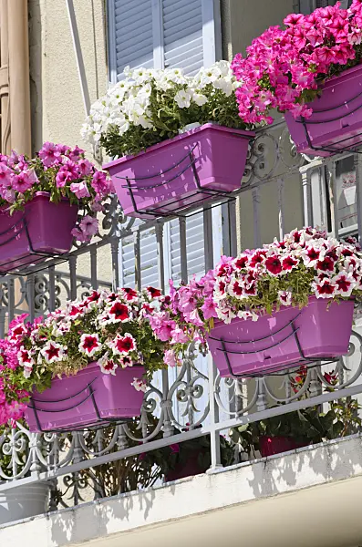 533186 - Petunias (Petunia) in flower boxes