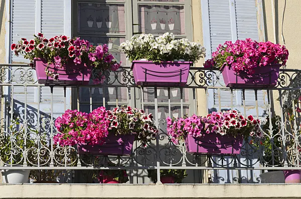 533206 - Petunias (Petunia) in flower boxes