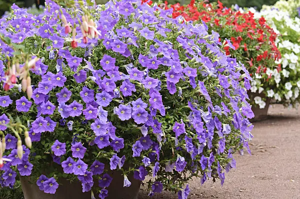 486188 - Petunias (Petunia) in flower tubs