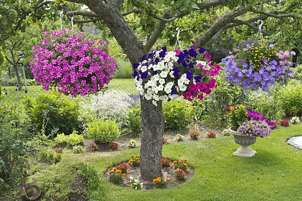 558319 - Petunias (Petunia) in hanging baskets