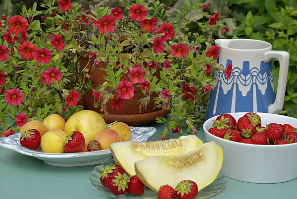 452161 - Petunias (Petunia Million Bells), garden strawberry (Fragaria x ananassa), apricots (Prunus armeniaca) and melon (Cucumis melo)