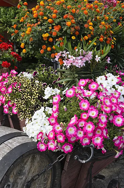 522060 - Petunias (Petunia), oleanders (Nerium oleander) and West Indian lantanas (Lantana camara)