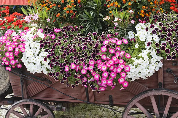 522061 - Petunias (Petunia), oleanders (Nerium oleander) and West Indian lantanas (Lantana camara)