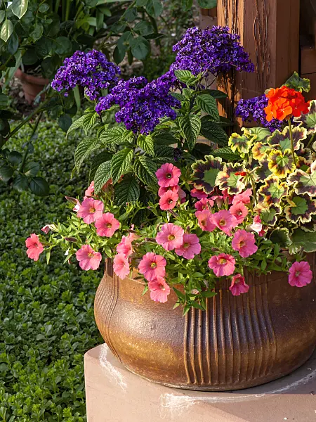 461066 - Petunias (Petunia), pelargoniums (Pelargonium) and heliotropes (Heliotropium)