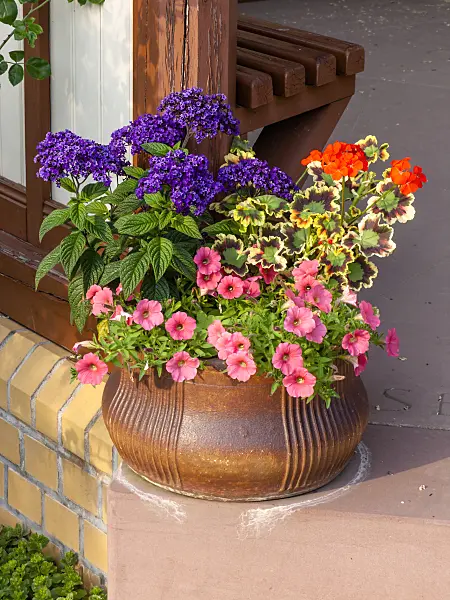 461067 - Petunias (Petunia), pelargoniums (Pelargonium) and heliotropes (Heliotropium)