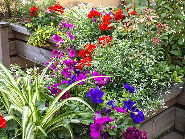 475250 - Petunias (Petunia), spurge (Euphorbia hypericifolia 'Diamond Frost') and pelargoniums (Pelargonium)